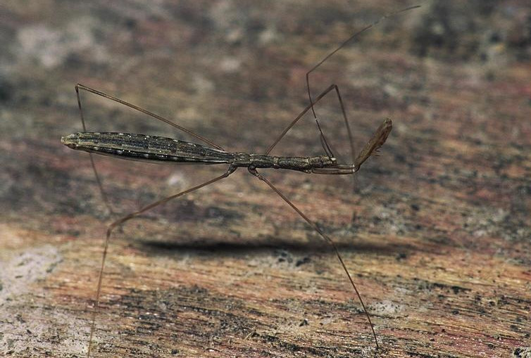 Reduviidae: Emesinae, predatori filiformi del Mediterraneo